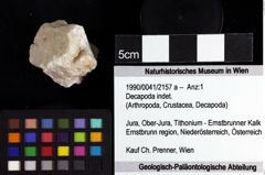 Foto (Objket + Etiketten) von Decapoda indet. 